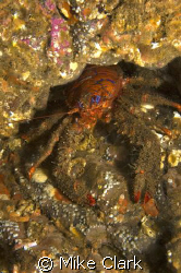 vivid orange squat lobster by Mike Clark 